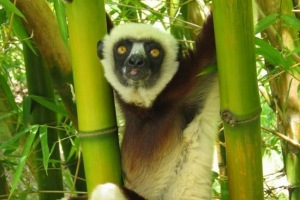 Crested indri - niesamowite naczelne tropikalne Crested indri - niesamowite naczelne tropikalne